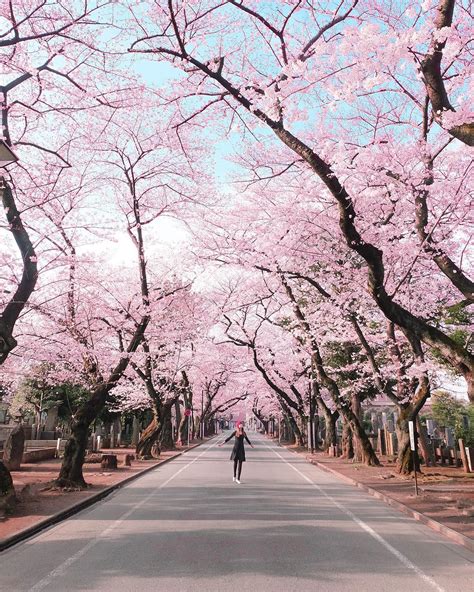 Bunga Sakura Di Jepang Diperkirakan Mekar Lebih Awal
