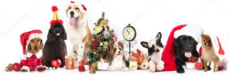 Dog And Cat And Kitens Wearing A Santa Hat — Stock Photo