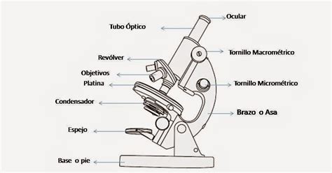Ense Anza De La Biologia El Microscopio Ptico Y Sus Partes