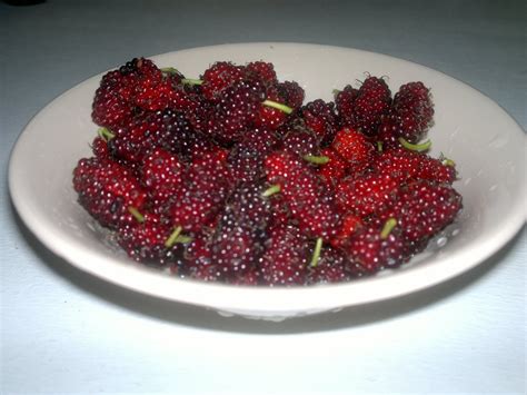 Benefits of mulberry