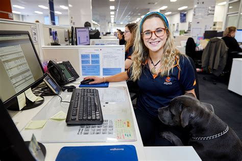 6 Benefits of a Pet-Friendly Workplace - Jetpets AU