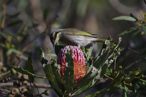 A Singing Honeyeater In Perth Western Australia Photograph By Jason