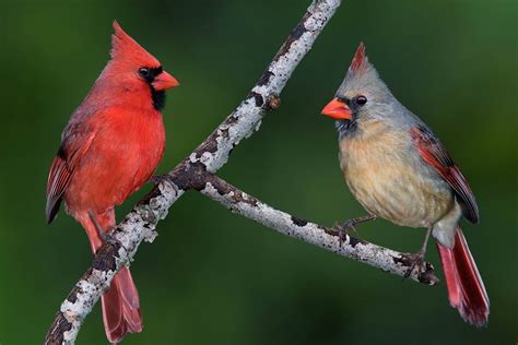The Ultimate List Of Feeder Birds In Mississippi Lyric Wild Bird Food