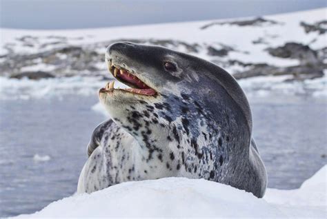 10 Most Dangerous Sea Creatures Planet Deadly