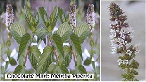 Chocolate Mint Herb Plant 25 Seeds