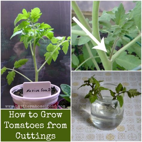 How To Grow Tomatoes From Cuttings Northern Homestead
