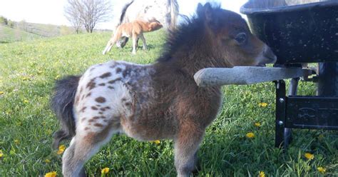 39 Mini Horses You Dont Want Your Kids To See Bored Panda