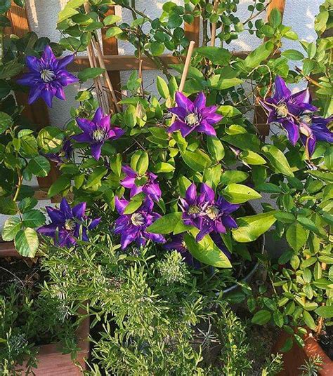 Among the many results the search engine will show you, click on the link of clothingric. Pin by Susan Mayes on Beautiful Flowers | Beautiful ...