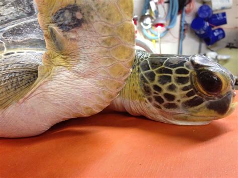 Turtle Herpes Virus Could Make Its Way Up The East Coast Archives