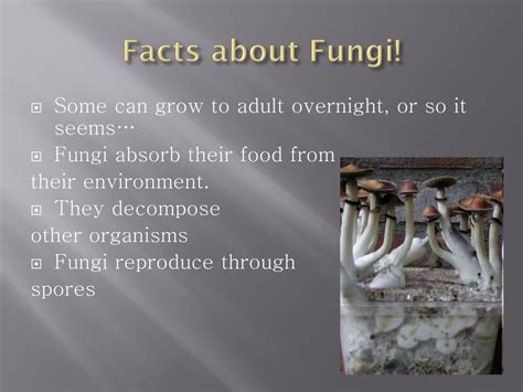 Ppt Classification Of Living Organisms Powerpoint Presentation
