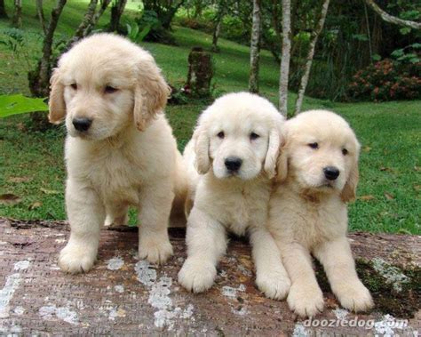 How much do golden retriever puppies cost? Golden Retriever Puppies For Adoption - Pets Rehoming ...