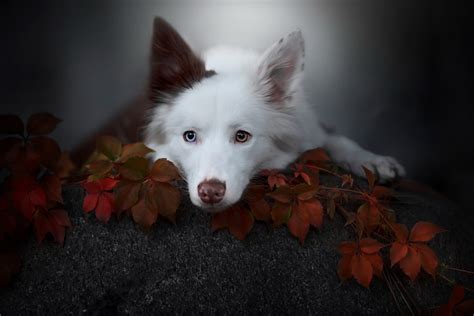 Wallpaper Leaves Animals Mammals Dog 2048x1367 Wallpapermaniac