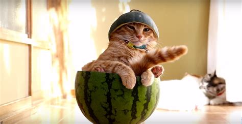 Video Of Cat Just Chilling In A Watermelon Is The Cutest Thing Ever Watch