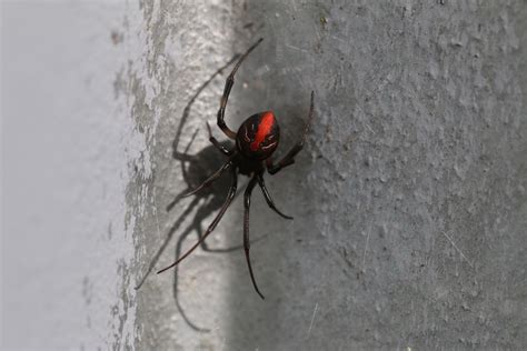 Redback Spider Bite Archives Pestxpert