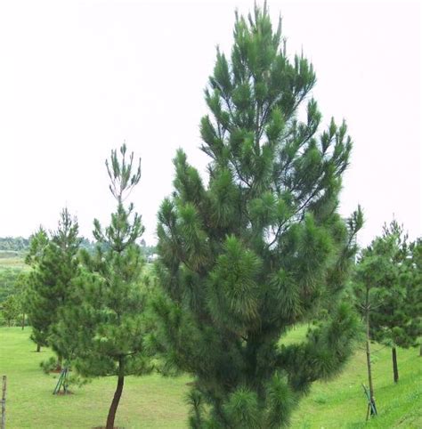 Manfaat Pohon Pinus Kaskus