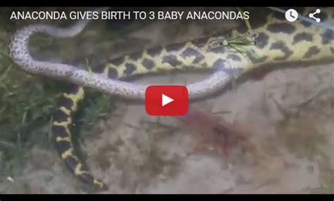 This Anaconda Unbelievably Gave Birth To Live Baby Snakes Worl Wild