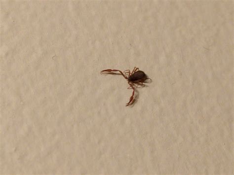 Odd Scorpion Looking Thing On My Wall Very Tiny This Was Max Zoom