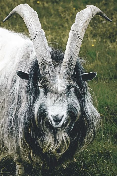 Goats Are A Not Common To Find In Iceland I Found This Beautiful Male