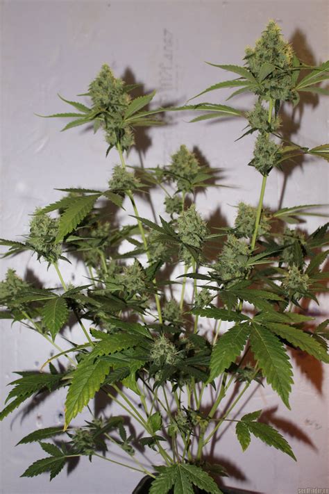 It is first and foremost a seed bank, an organization whose mission is to preserve the diversity of marijuana genetics. Northern Lights #5 X Haze (Sensi Seeds) :: Cannabis Strain ...