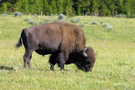 American Bison In The Yellowstone National Park Stock Photo Image Of