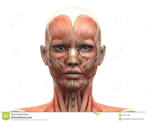 Female Head Muscles Anatomy Front View Stock Illustration Image