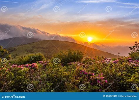 Roan Mountain State Park Rhododendron Sunset Stock Image Image Of