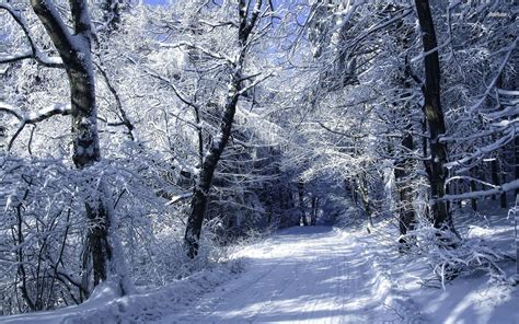 Snowy Forest Wallpaper 70 Pictures