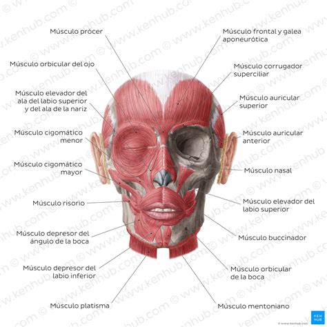 Cara Humana Anatomía Estructura Y Función Kenhub