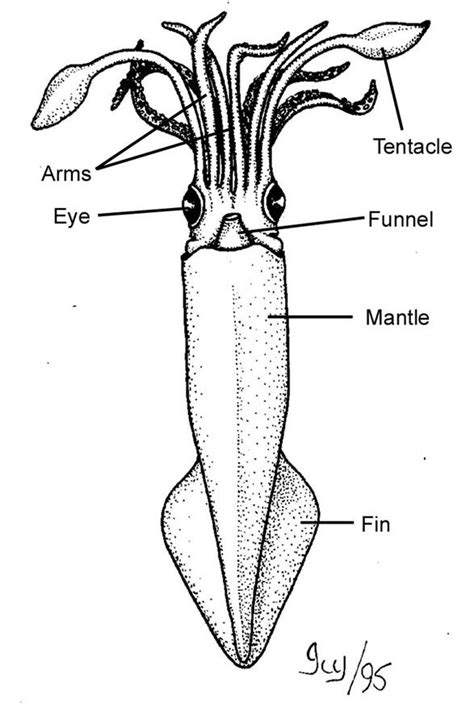 Squid Diagram Labeled Handicraftsied