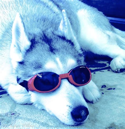 Siberian Husky Looking Cool In His Sporty Sunglasses My Husky
