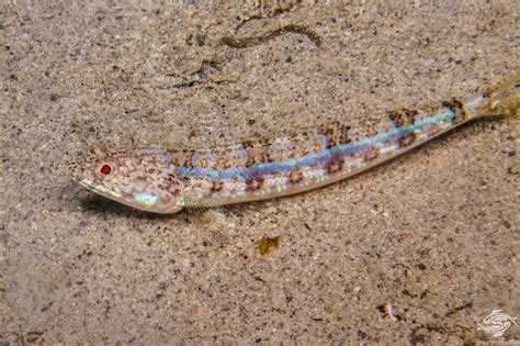 Sand Lizardfish Facts And Photographs Seaunseen