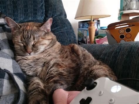 Cat Xbox Good Vibes Rxboxone
