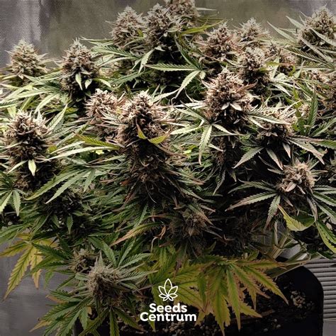 Gorilla Glue Auto Cannabis Seeds Of One Of The Most Popular Strain