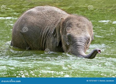 Baby Elephant Playing In Water Stock Image Image Of Fauna Wildlife