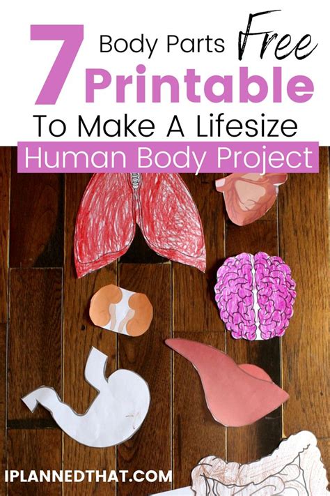 Preschool Body Theme Body Parts Preschool Activities Human Body
