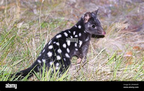 Black Form Of The Eastern Spotted Quoll At Night On Bruny Island