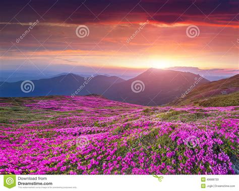 Colorful Summer Sunrise In Carpathian Mountains Stock Image Image Of