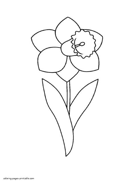 This picture is of spring flower. Spring flower daffodil || COLORING-PAGES-PRINTABLE.COM