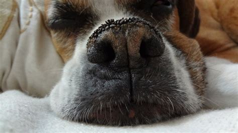 Boxer Dog Nose Free Image Download