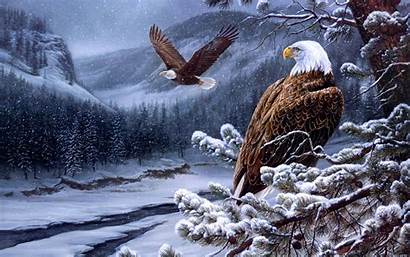 Eagle Bald Backgrounds Wallpapers Background