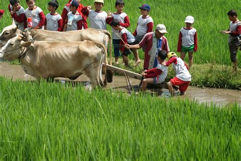 Petani Membajak Sawah Pertanian Seputar Semarang