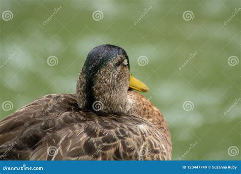 Sleeping Wood Duck Stock Image Image Of Adult Bird 120447749