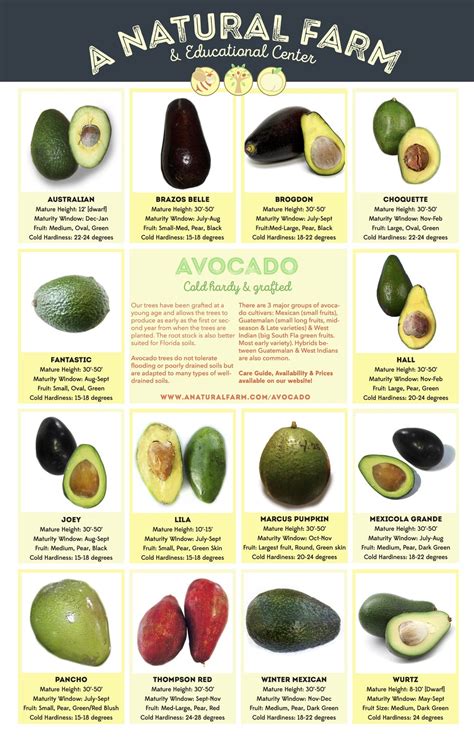 Avocado — A Natural Farm