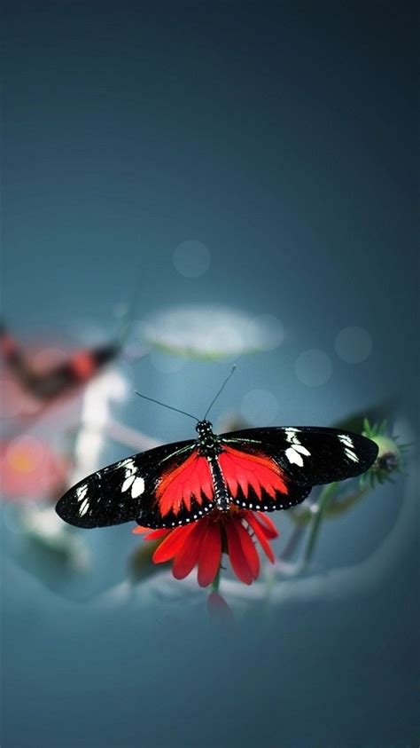 Butterfly Iphone Wallpapers 52 Pictures Wallpaperboat