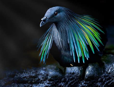 Meet The Nicobar Pigeon The Dodo S Closest Living Relative