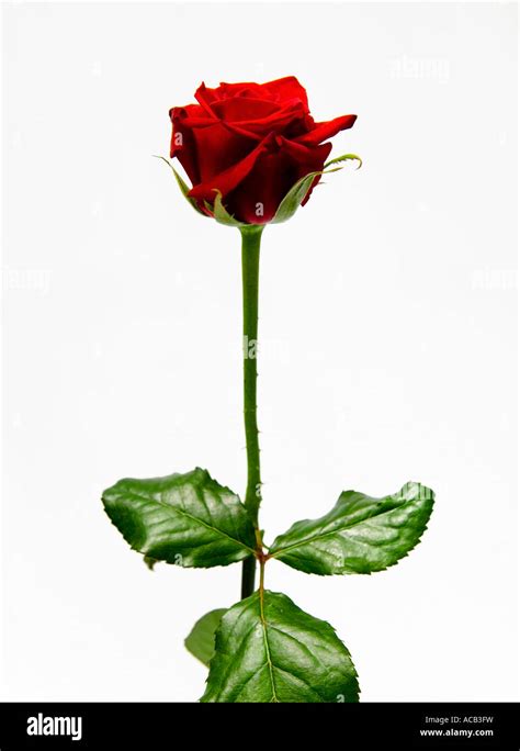 Long Stem Rose Hi Res Stock Photography And Images Alamy