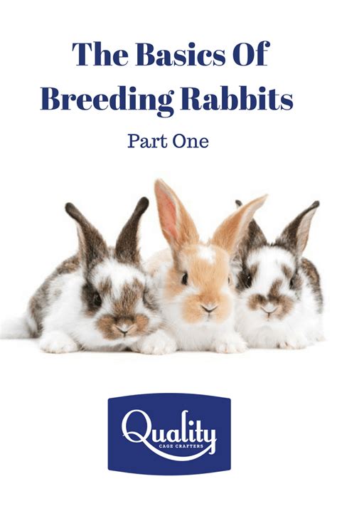 The Basics Of Breeding Rabbits Part One Rabbit Breeds Rabbit Care