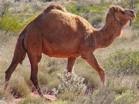 Camelo Wiki Mundo Animal Fandom Powered By Wikia
