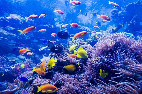 Top 7 Facts About The Great Barrier Reef