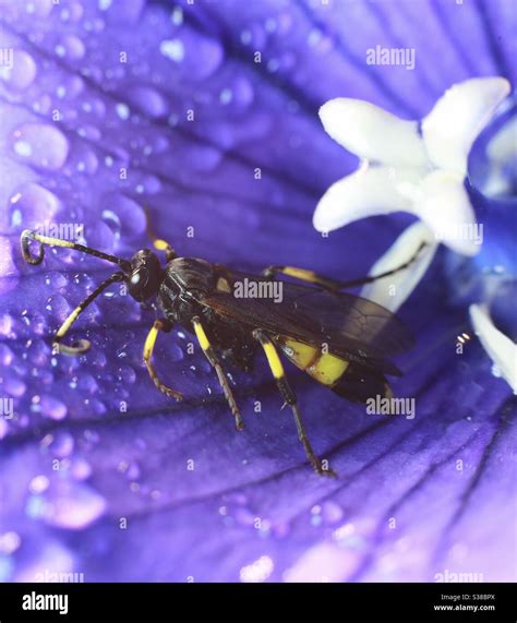 Macro Photography Beetle Wasp Stock Photo Alamy